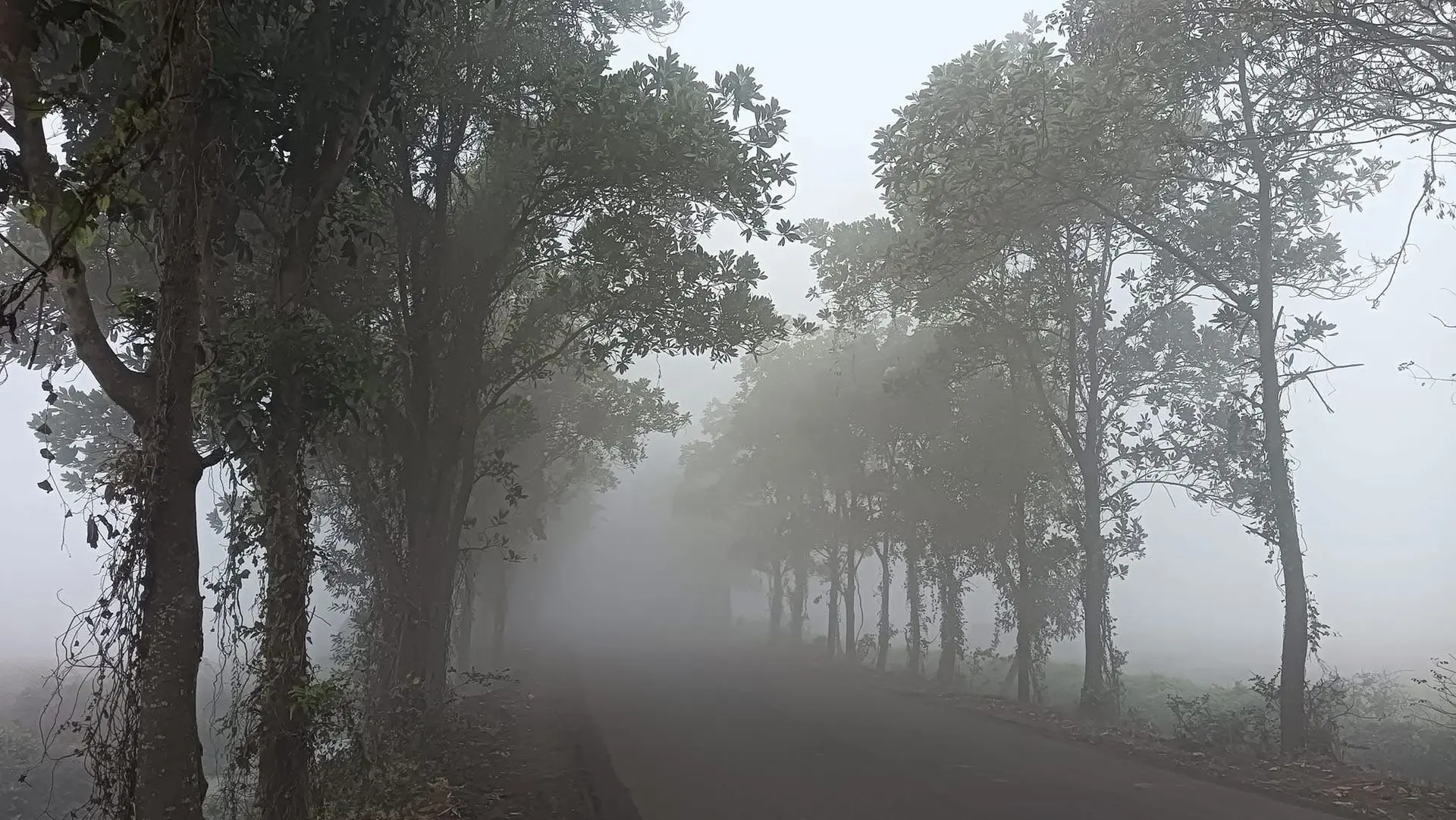 Foggy morning