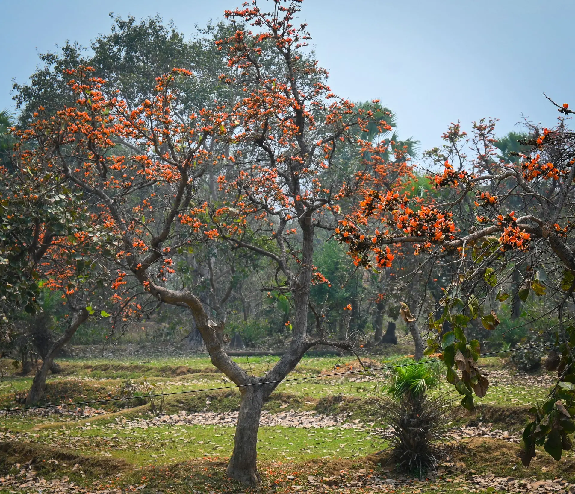 Veti village