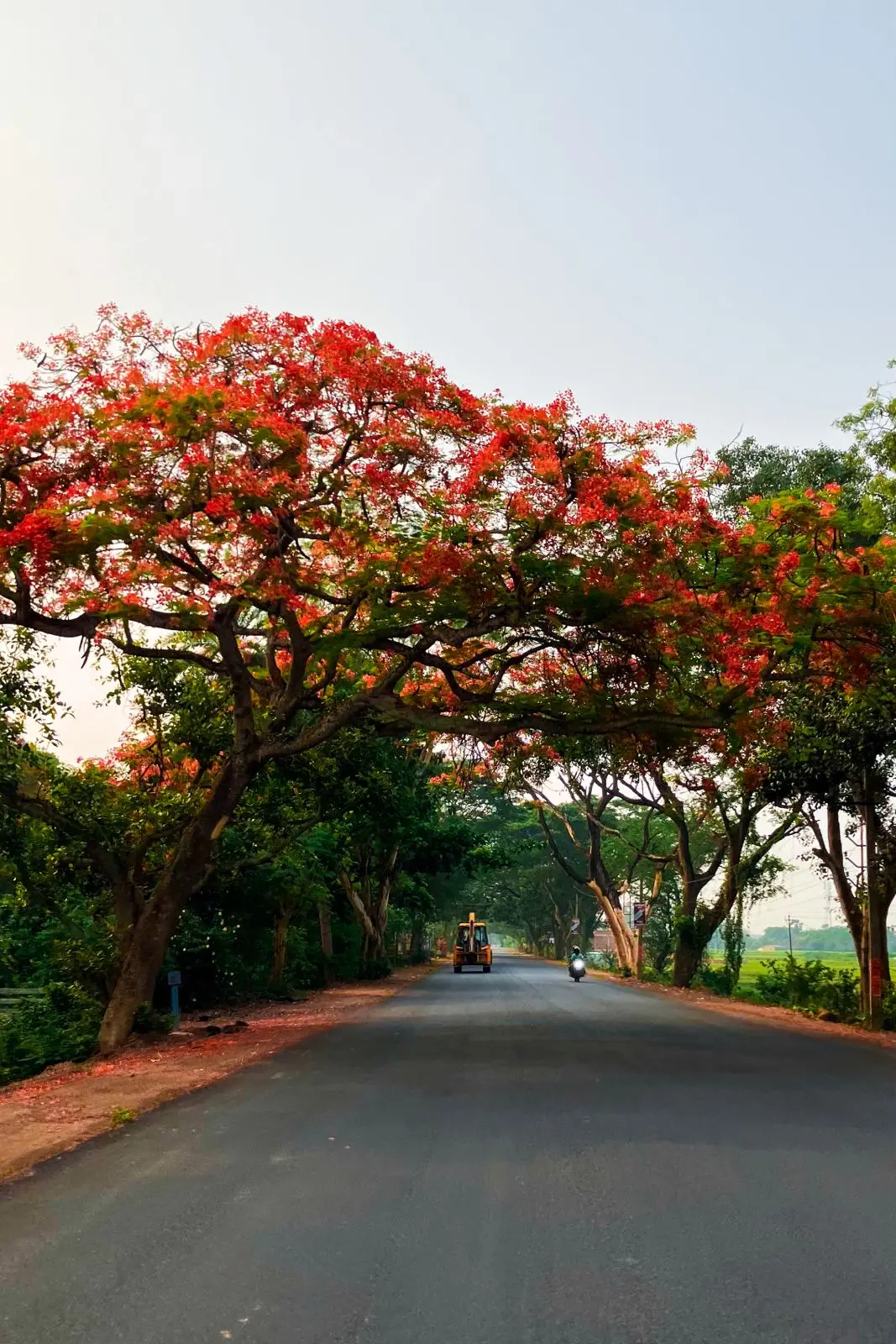 Road at morning