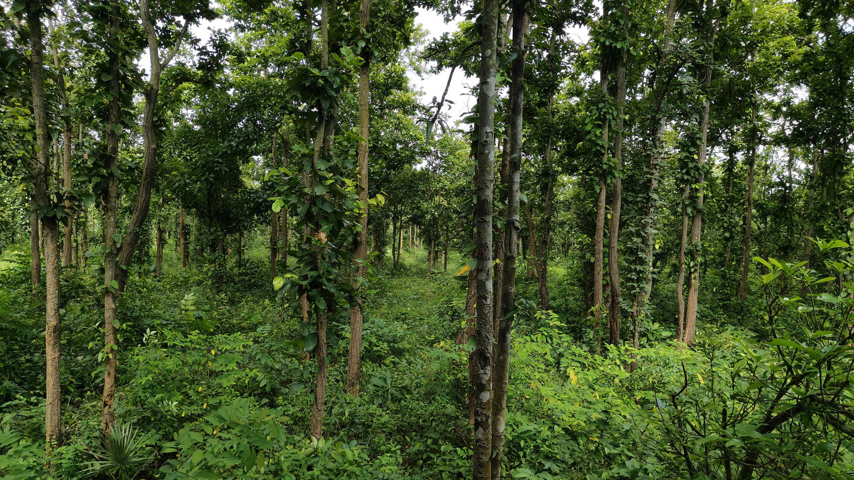 Valki Machan Forest