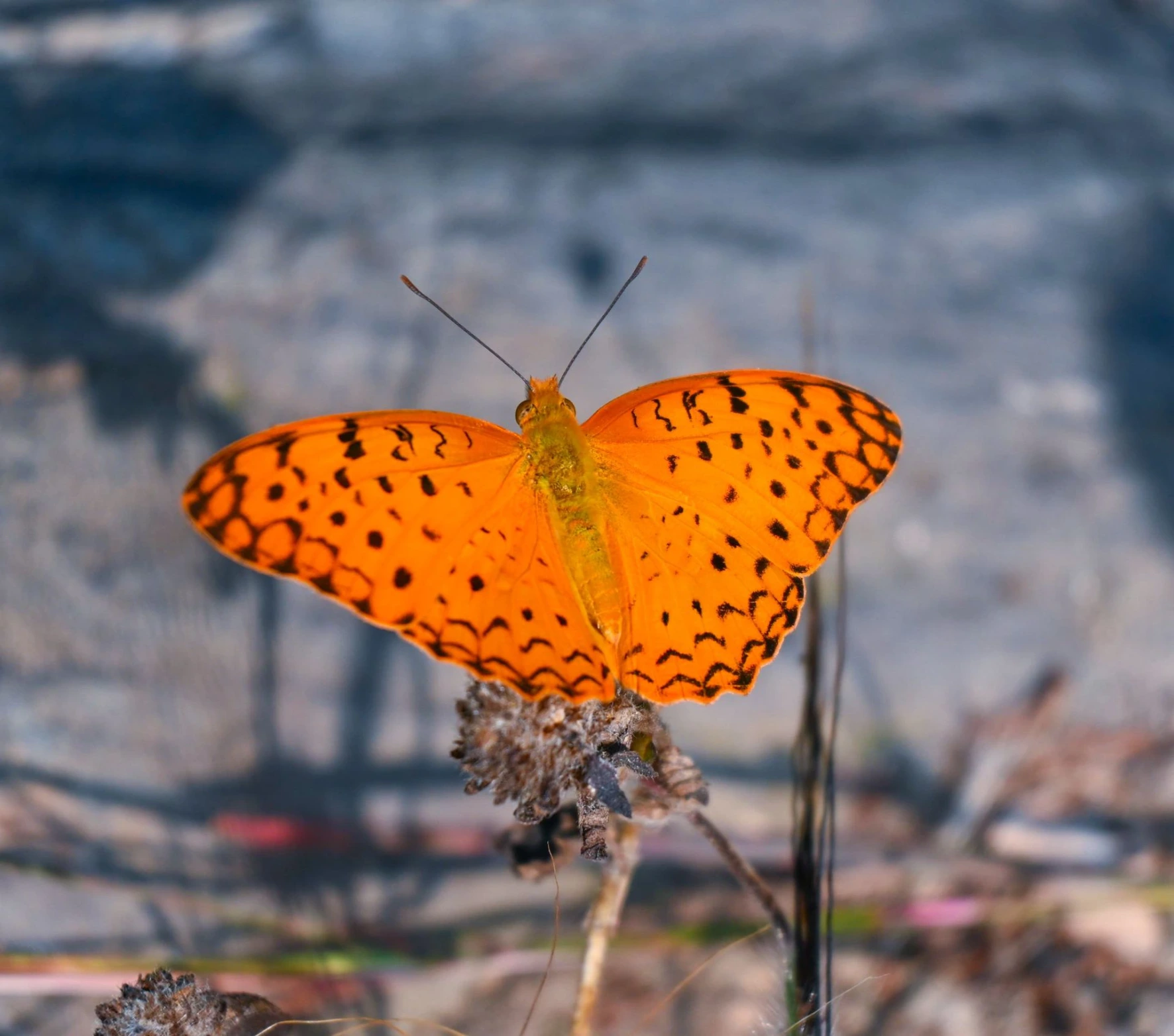 Common leopard butterfly
