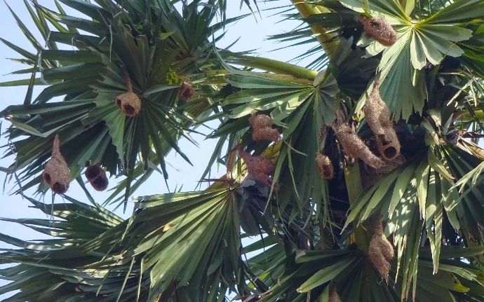 Babui birds' nests