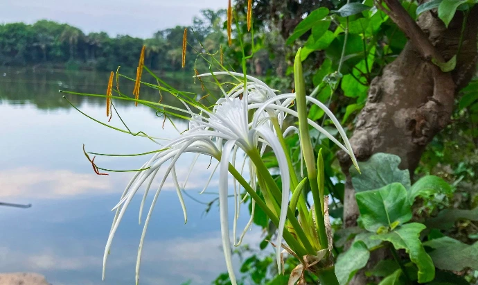 Pond in Amadpur Pond in Amadpur