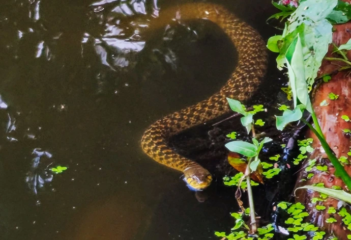 Pond in Amadpur Pond in Amadpur