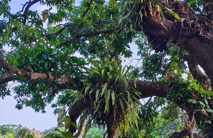 Pond in Amadpur Pond in Amadpur