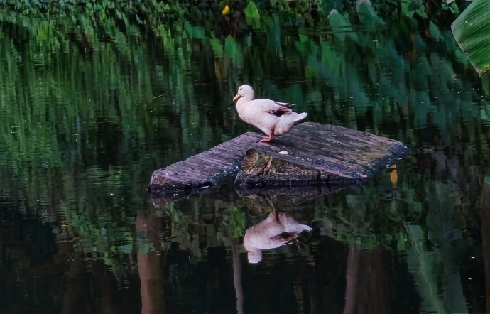 Pond in Amadpur Pond in Amadpur
