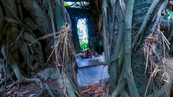 Nishanka Ashram ancient Banyan tree Nishanka Ashram ancient Banyan tree