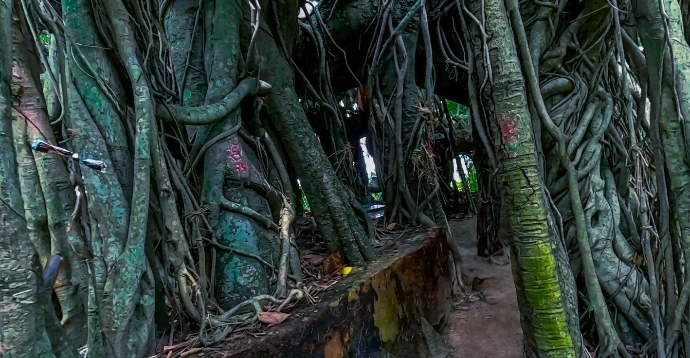 Nishanka Ashram ancient Banyan tree Nishanka Ashram ancient Banyan tree