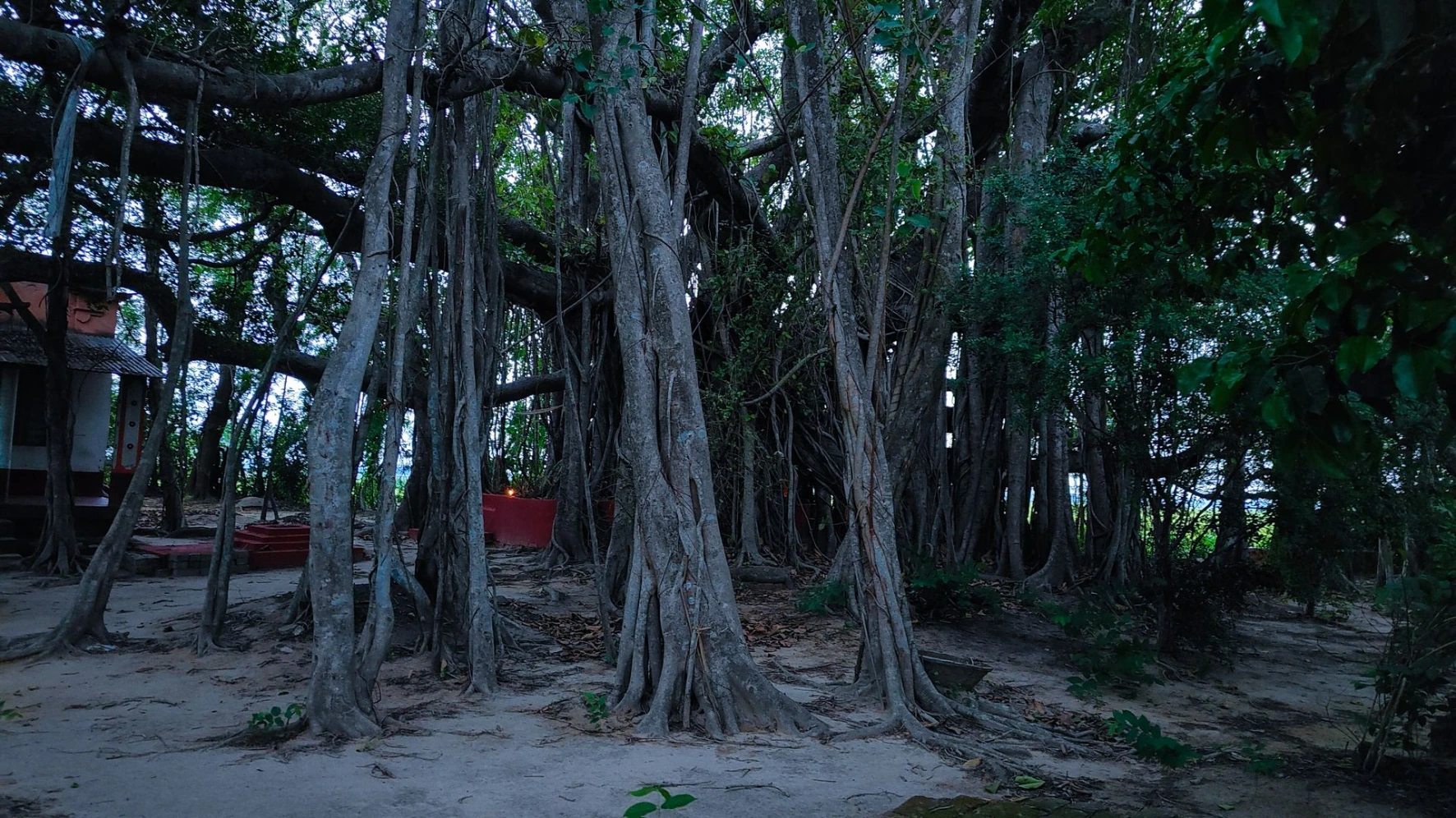 Nishanka Ashram ancient Banyan tree Nishanka Ashram ancient Banyan tree
