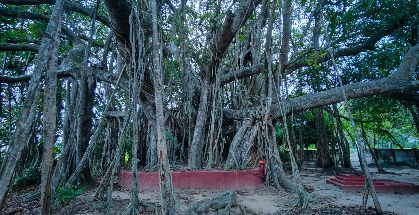 Nishanka Ashram ancient Banyan tree Nishanka Ashram ancient Banyan tree