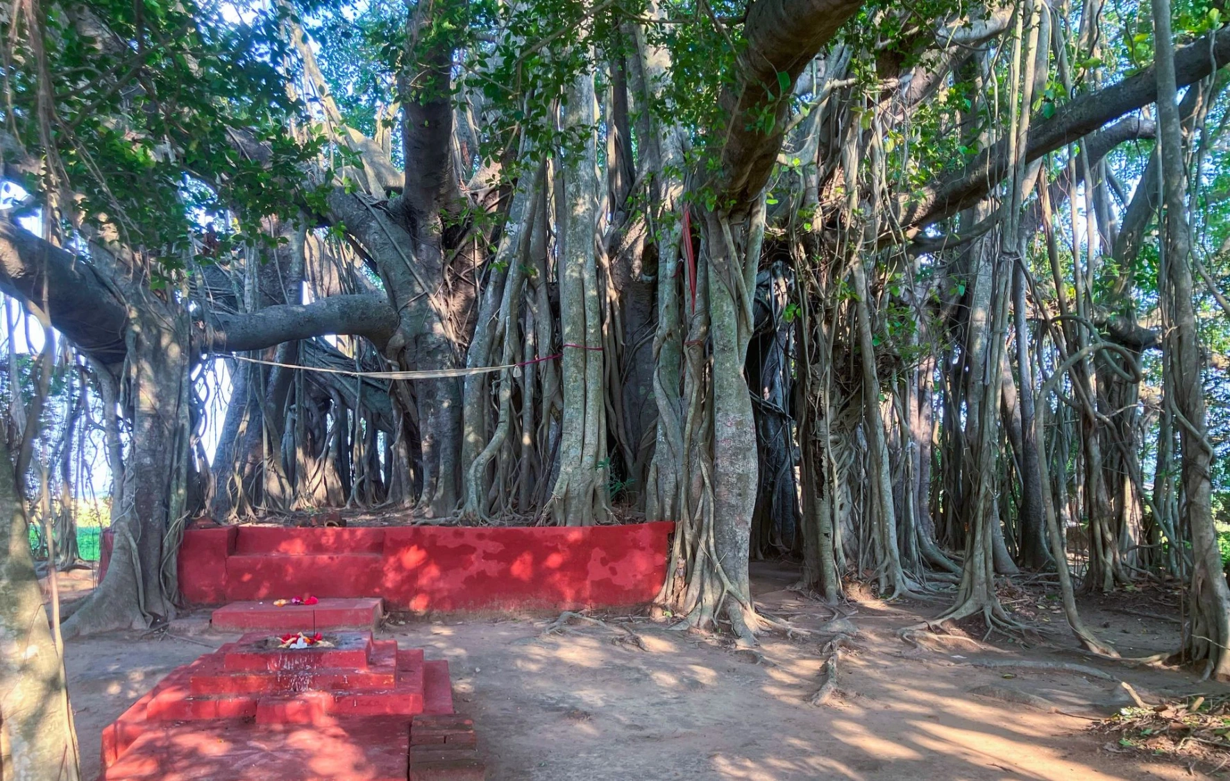 Ancient banyan tree at Amadpur