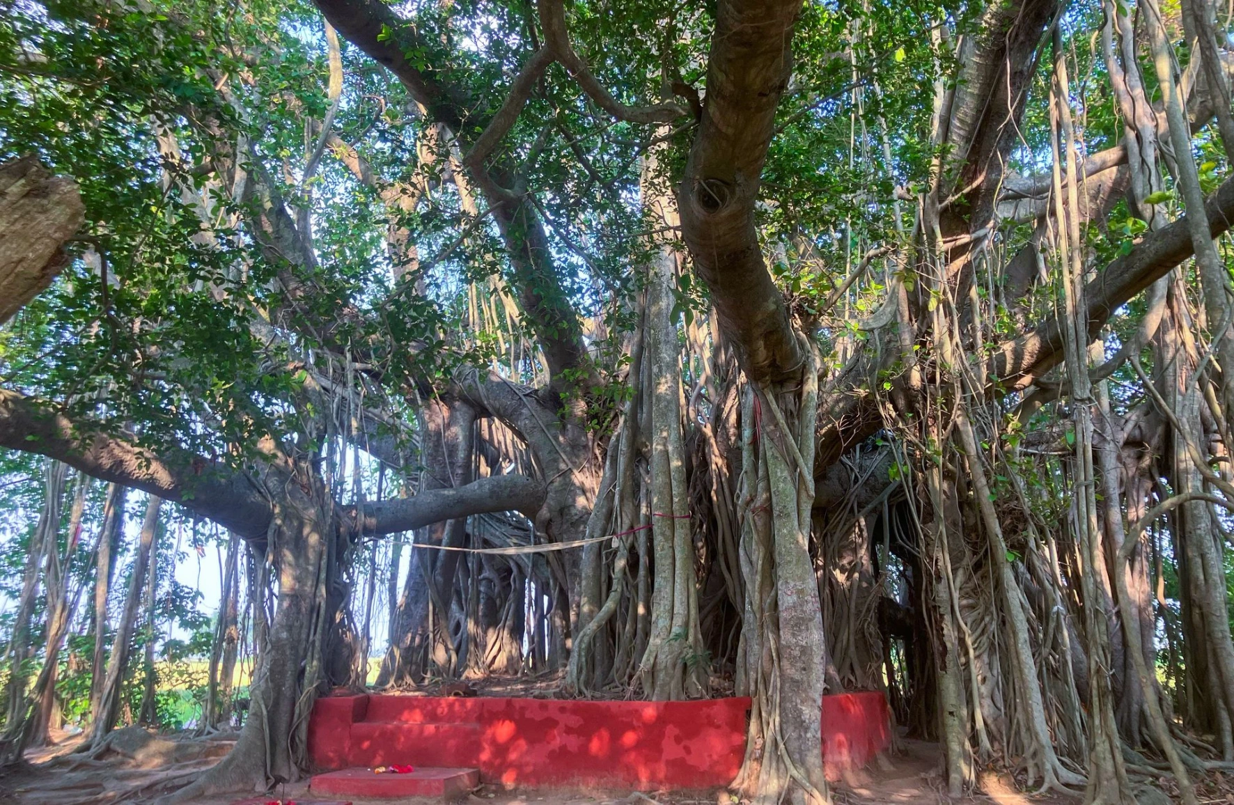 Ancient banyan tree at Amadpur