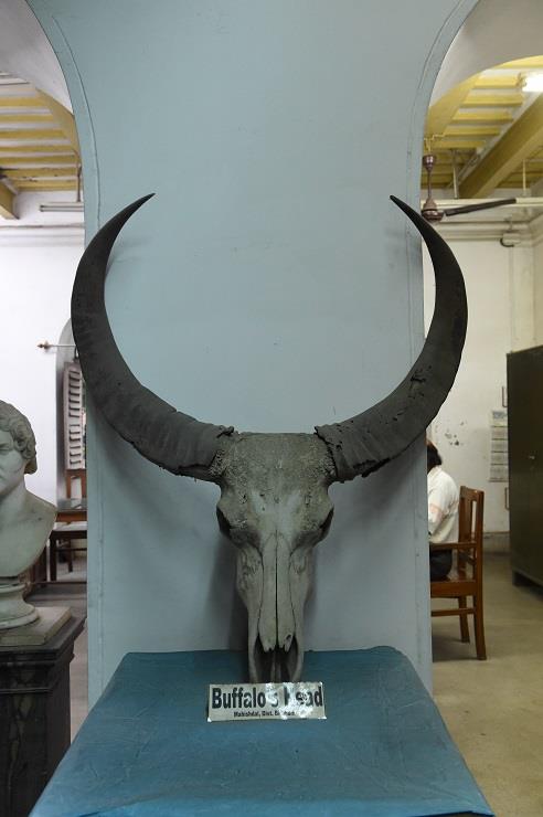 Burdwan University Museum and Art Gallery Burdwan University Museum and Art Gallery