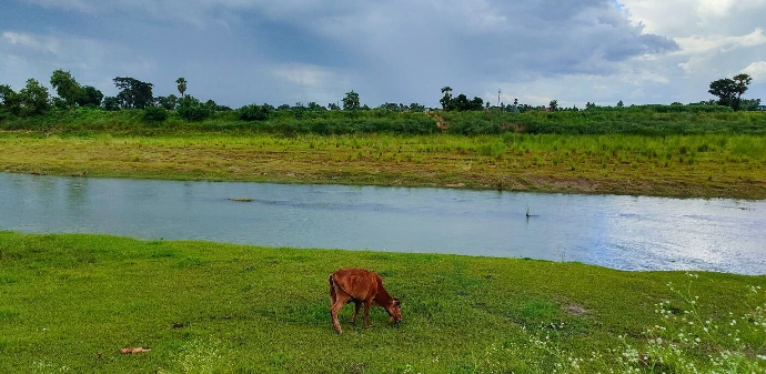 Damodar river at Muidiour Damodar river at Muidiour